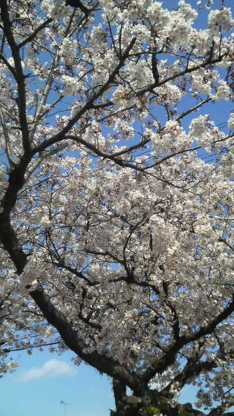 １２．４．８桜の花.JPG
