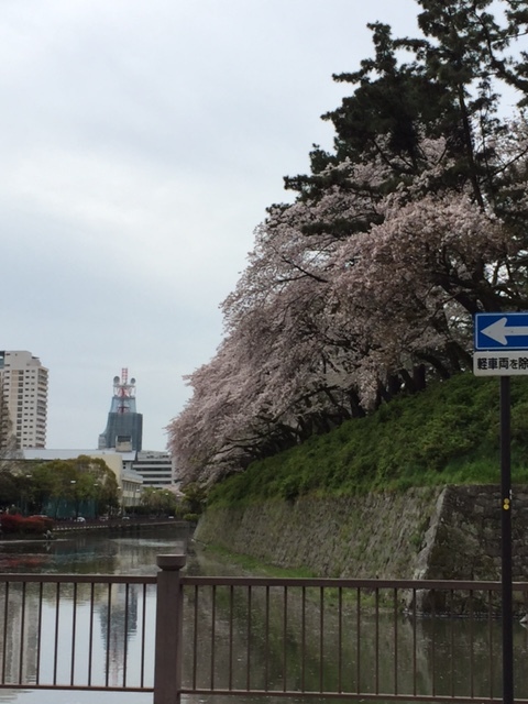１６．４．８駿府城公園　大雨の翌日の桜.jpg