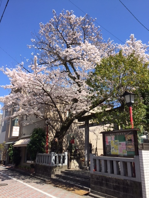 １８．３．２５一加番の桜.JPG